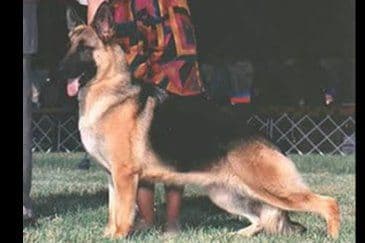 German Shepherd Dog Puppies breeder image 2
