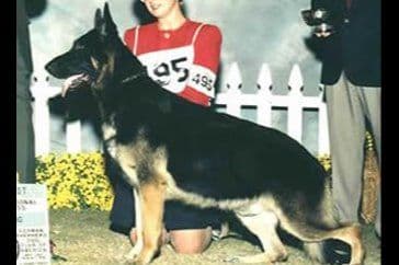 German Shepherd Dog Puppies breeder image 3