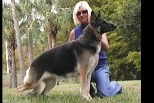 German Shepherd Dog Puppies breeder image 4