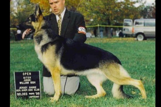 German Shepherd Dog Puppies breeder image 5