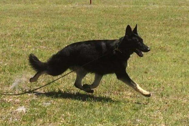 German Shepherd Dog Puppies breeder image 6
