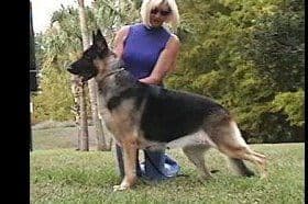 German Shepherd Dog Puppies breeder image 7