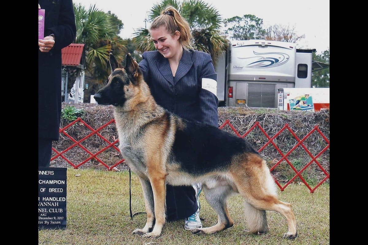 German Shepherd Dog Puppies breeder image 9