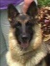 German Shepherd Dog Puppies breeder image 8