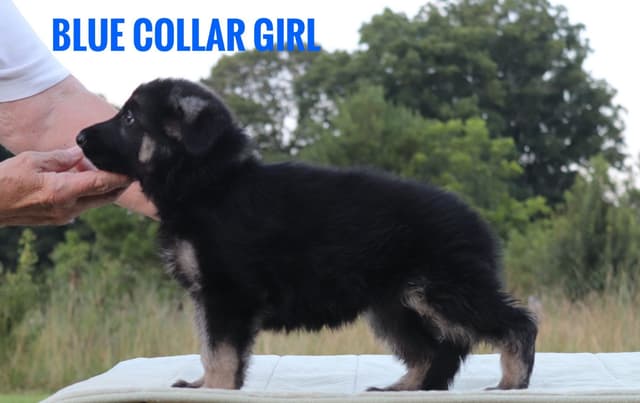 German Shepherd Dog Puppies media 2