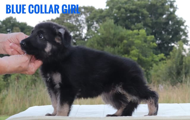 German Shepherd Dog Puppies media 3