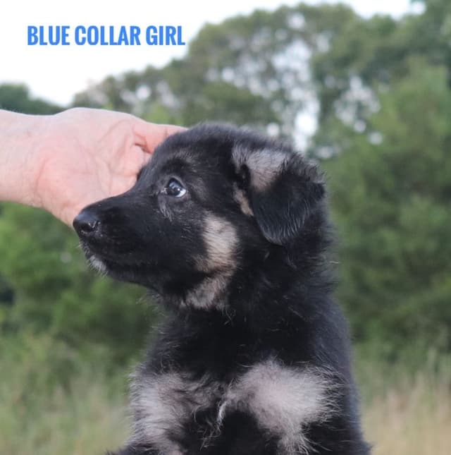 German Shepherd Dog Puppies media 4