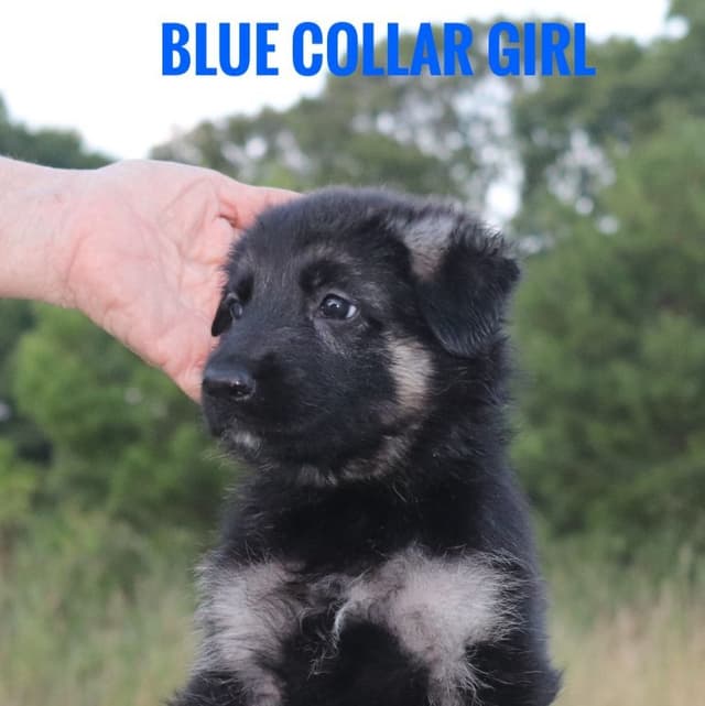 German Shepherd Dog Puppies media 5