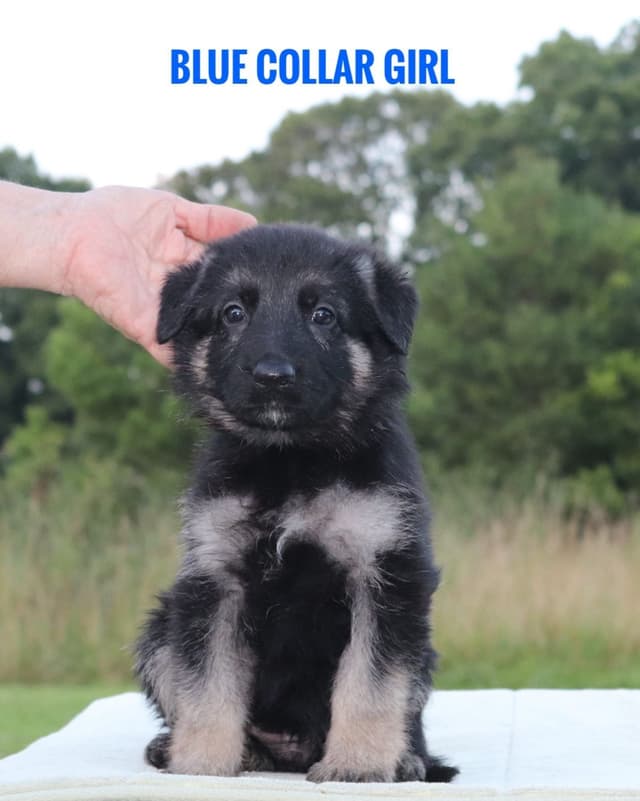 German Shepherd Dog Puppies media 6
