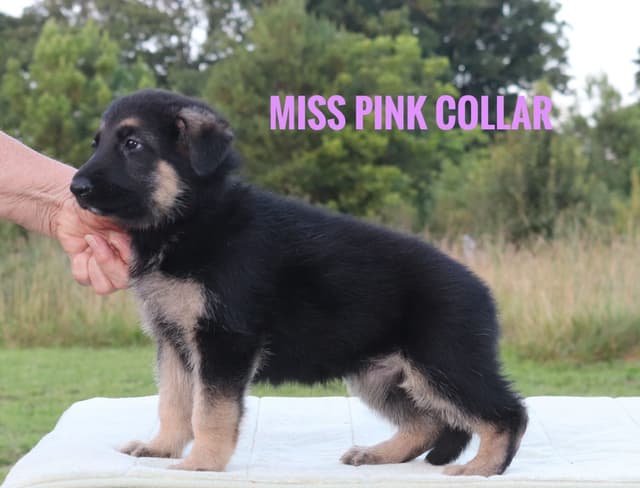 German Shepherd Dog Puppies media 8
