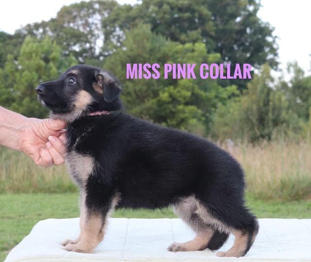 German Shepherd Dog Puppies media 9