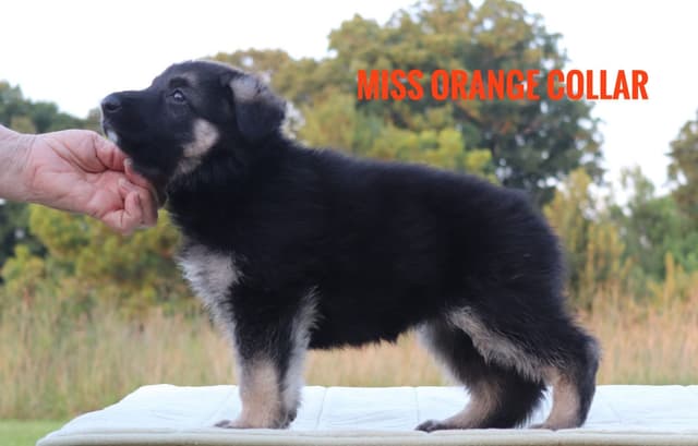 German Shepherd Dog Puppies media 10