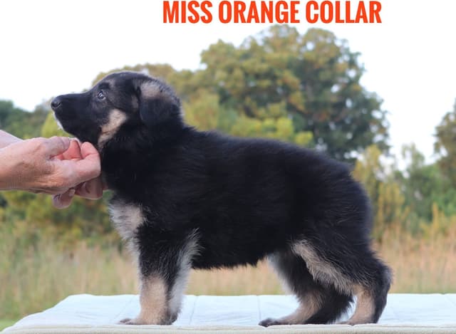 German Shepherd Dog Puppies media 11