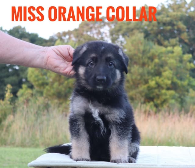 German Shepherd Dog Puppies media 12