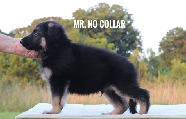 German Shepherd Dog Puppies media 13