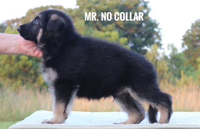 German Shepherd Dog Puppies media 14