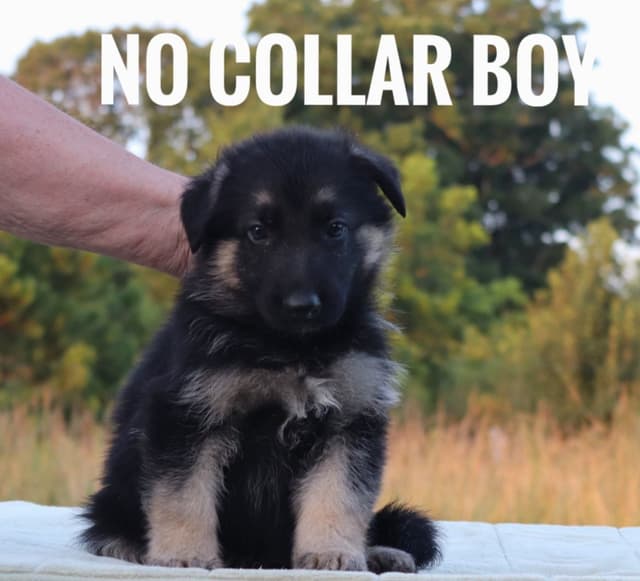 German Shepherd Dog Puppies media 15