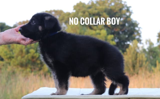 German Shepherd Dog Puppies media 16