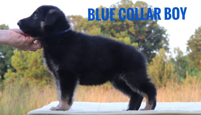 German Shepherd Dog Puppies media 20