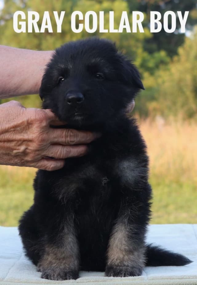German Shepherd Dog Puppies media 18