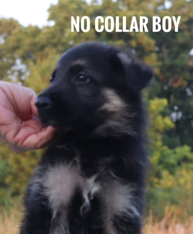 German Shepherd Dog Puppies media 19