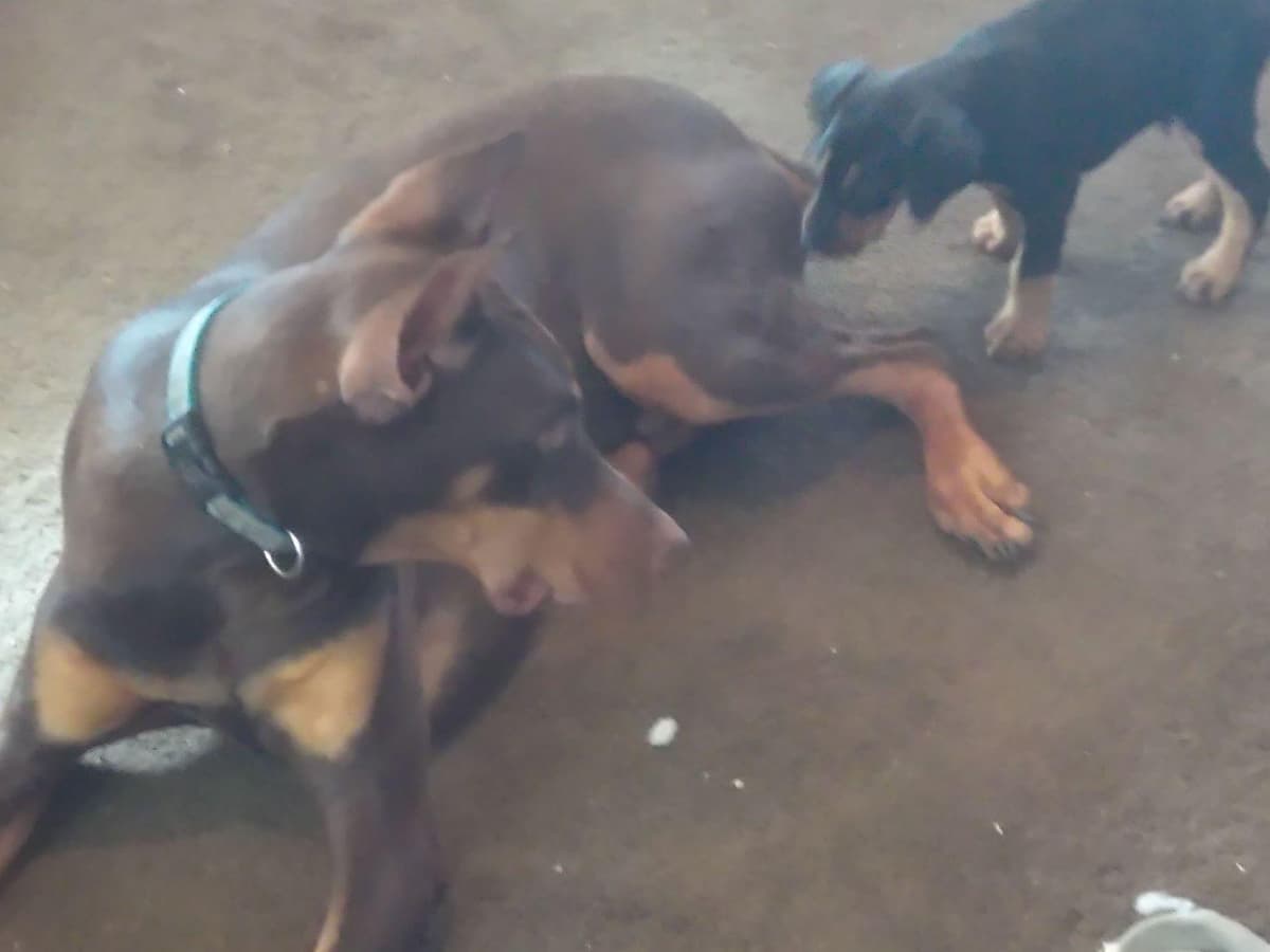 Doberman Pinscher Puppies breeder image 1