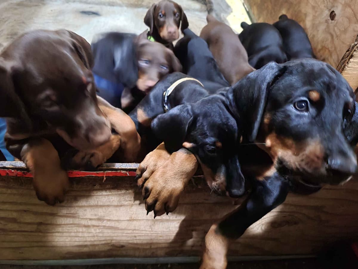 Doberman Pinscher Puppies breeder image 3