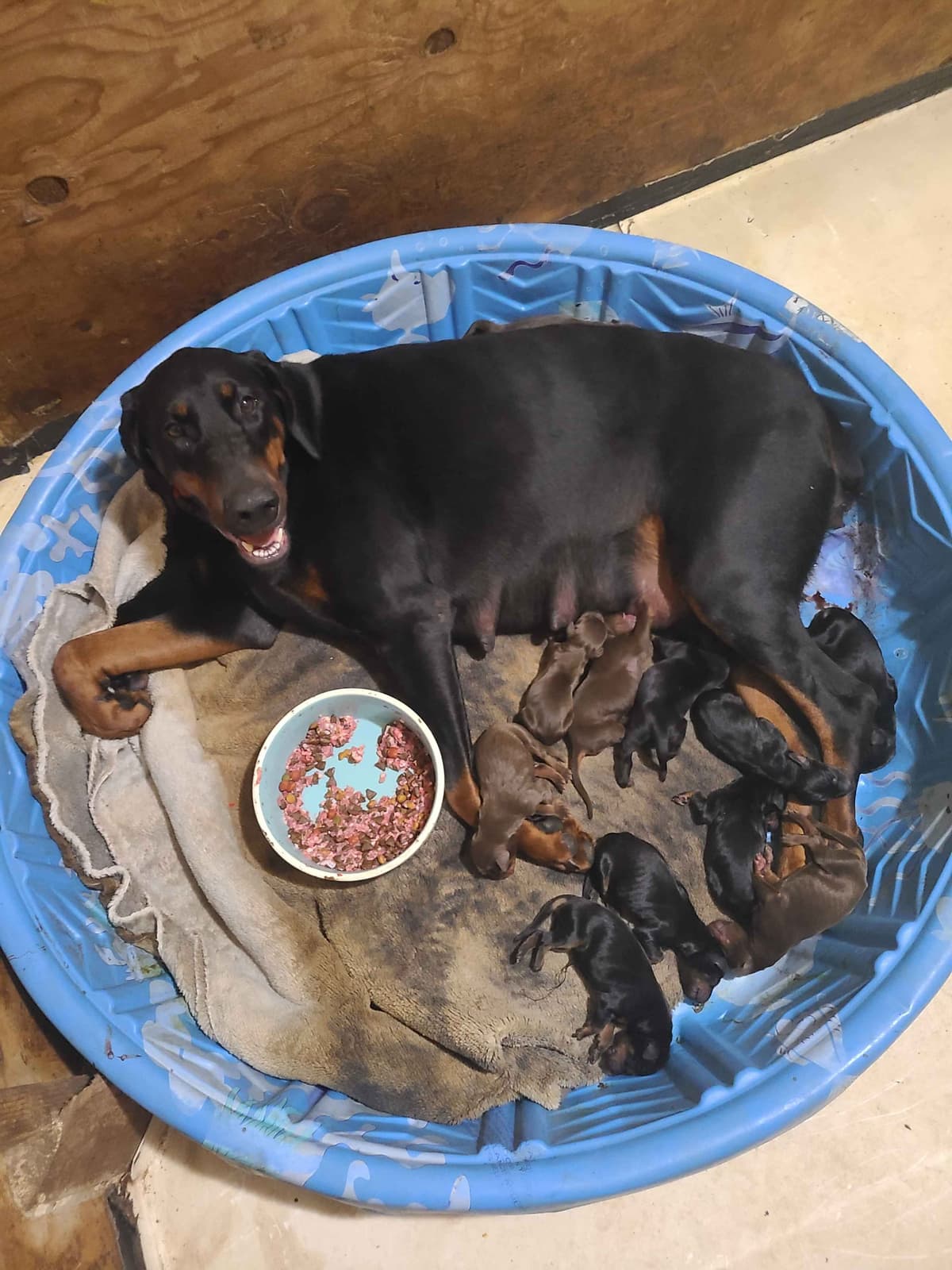 Doberman Pinscher Puppies breeder image 4