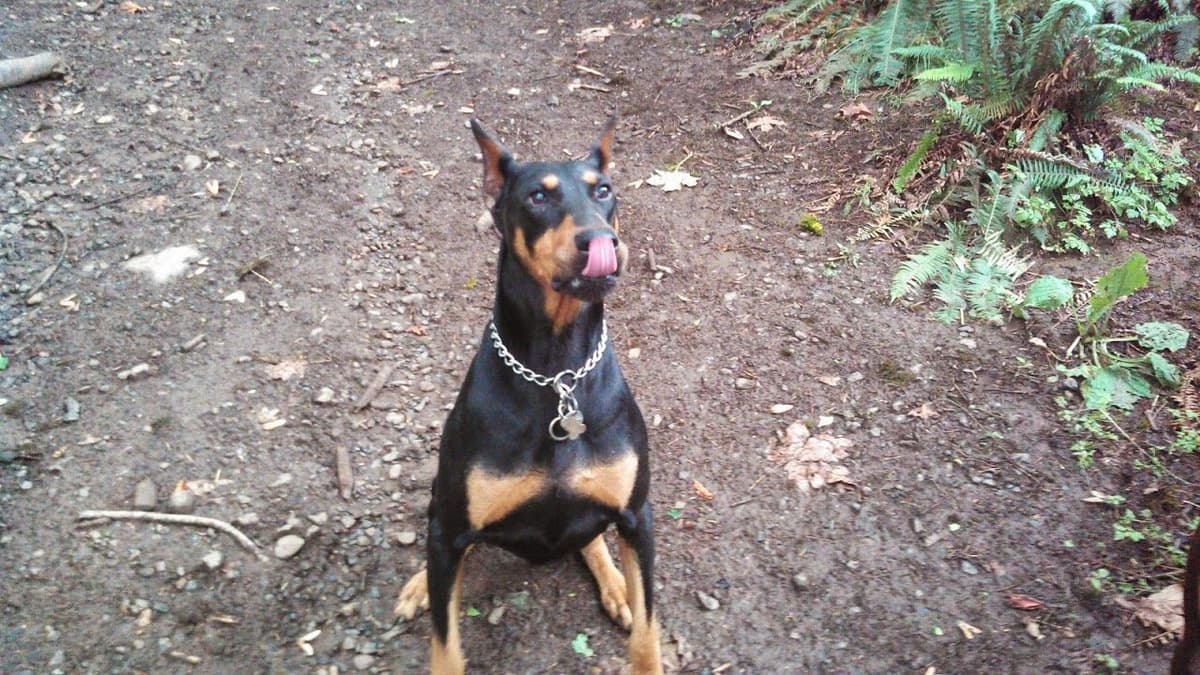 Doberman Pinscher Puppies breeder image 5