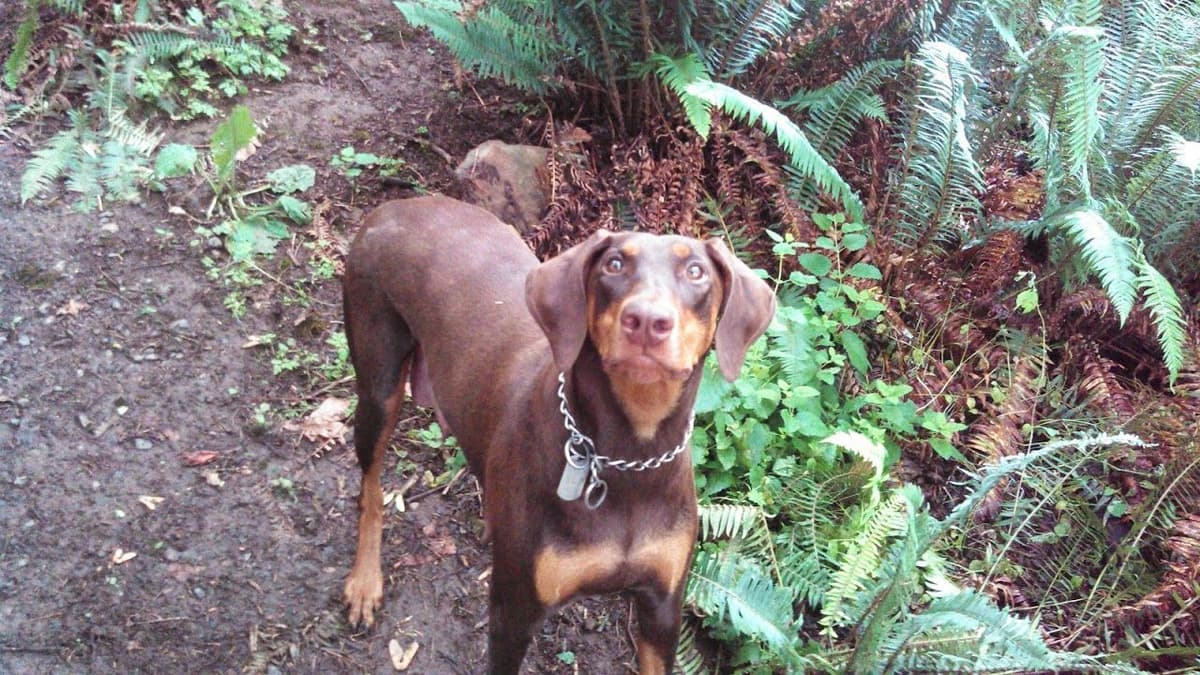 Doberman Pinscher Puppies breeder image 6