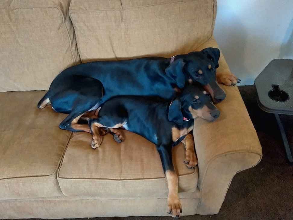 Doberman Pinscher Puppies breeder image 7