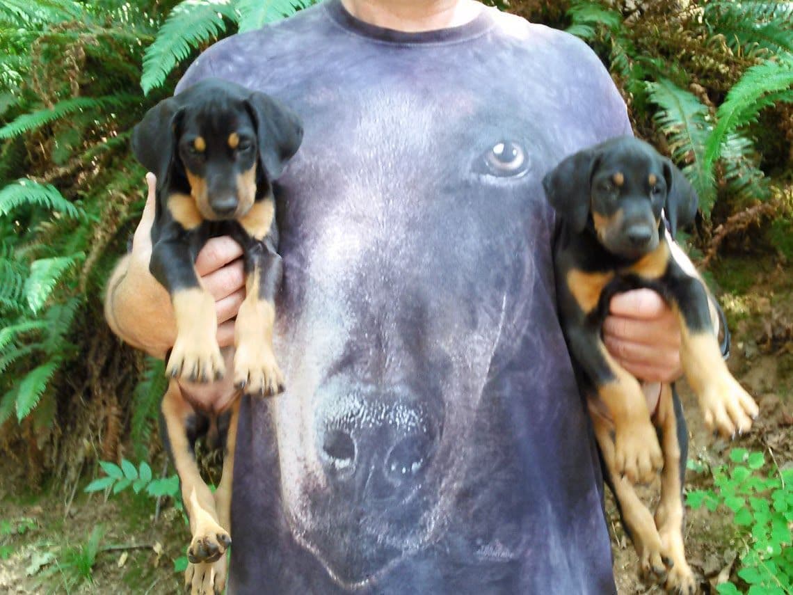 Doberman Pinscher Puppies breeder image 8