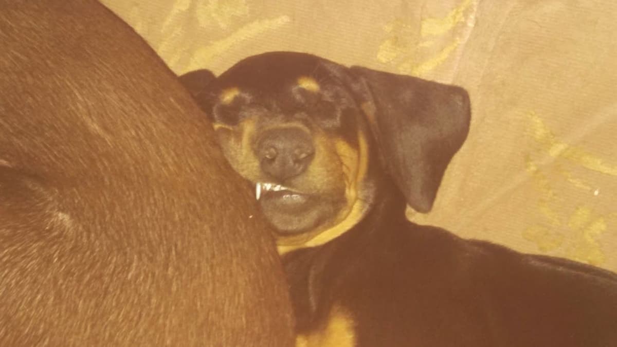 Doberman Pinscher Puppies breeder image 9