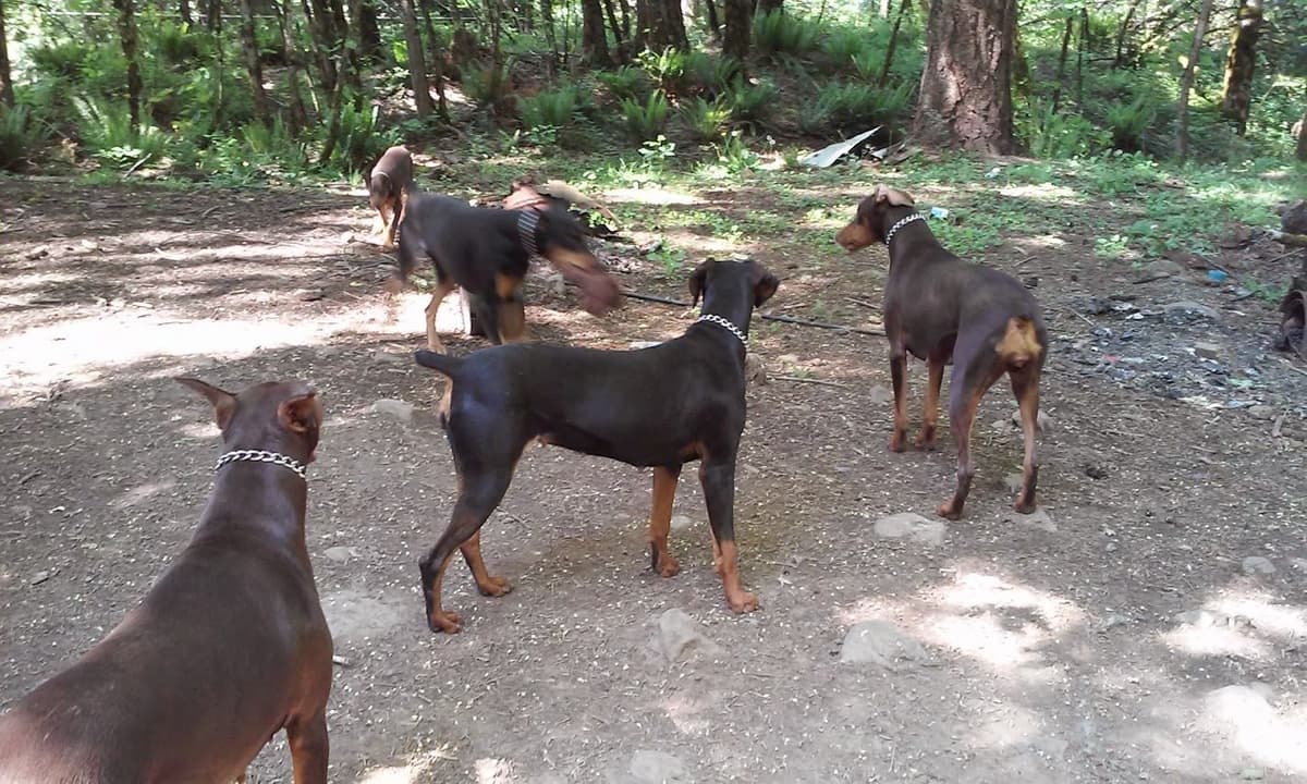 Doberman Pinscher Puppies breeder image 10