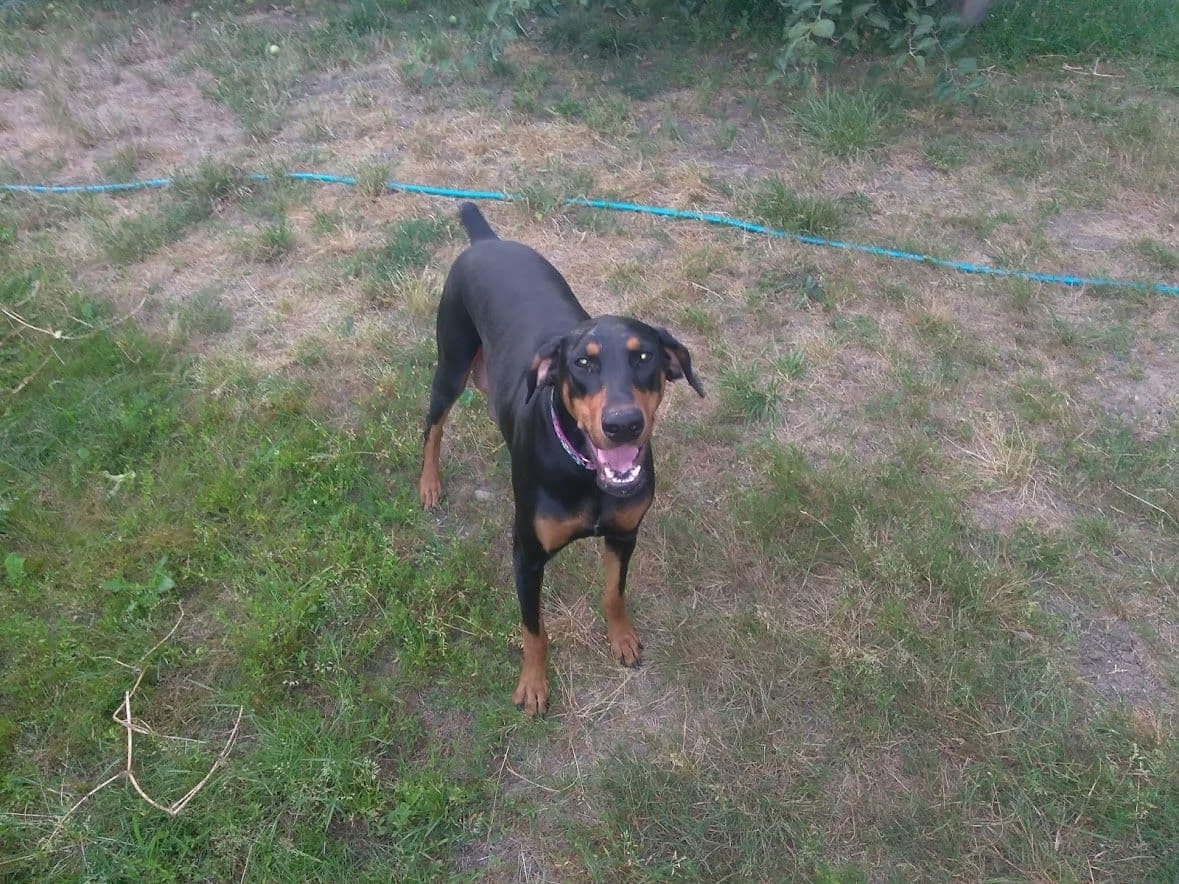 Doberman Pinscher Puppies breeder image 11