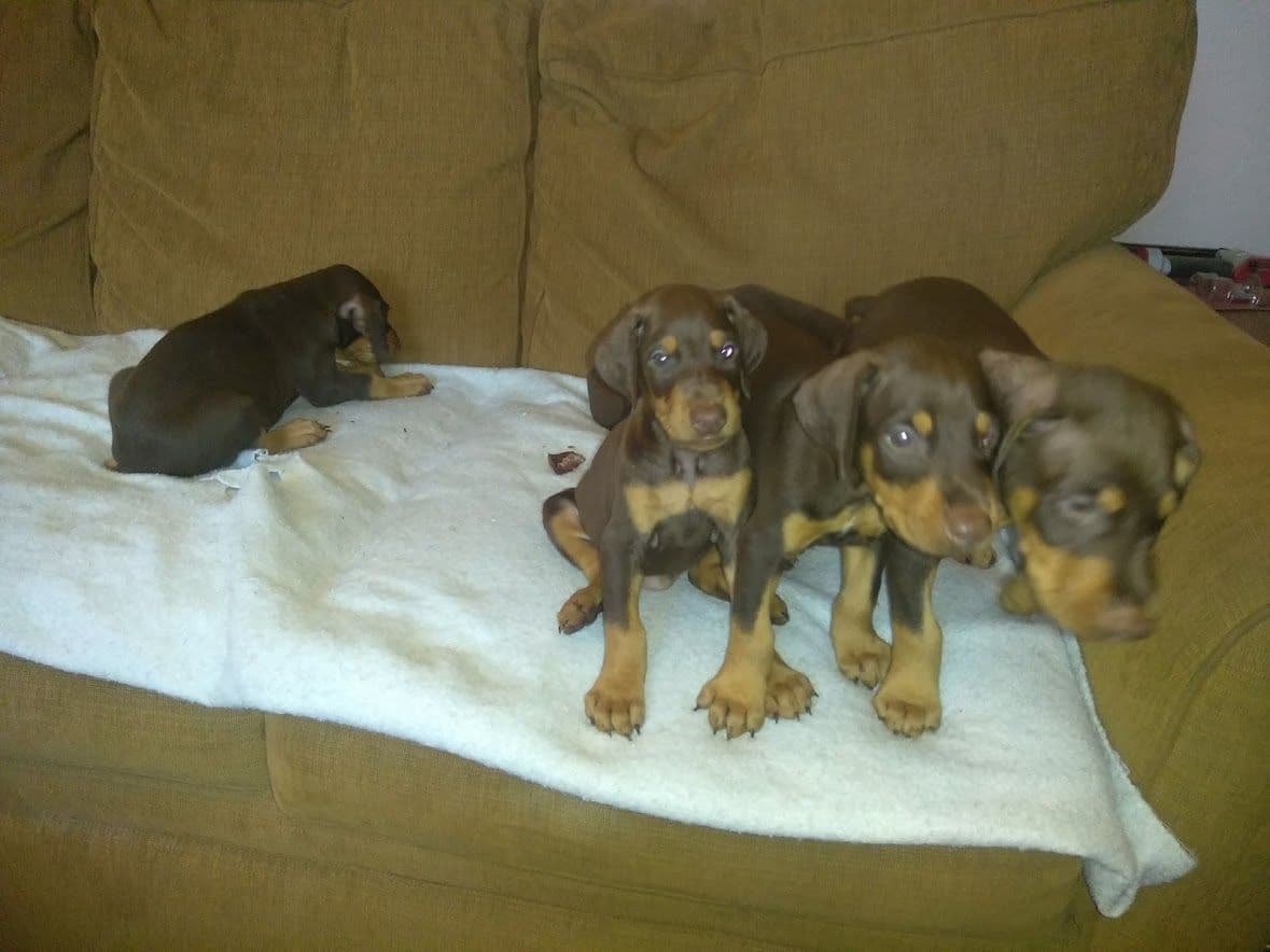 Doberman Pinscher Puppies breeder image 12