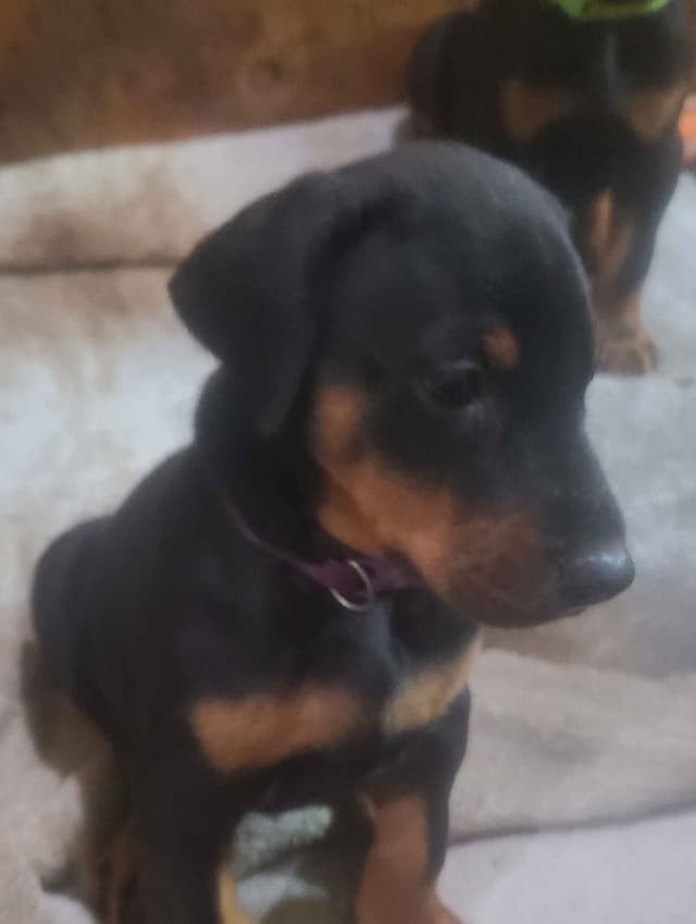 Doberman Pinscher Puppies media 2