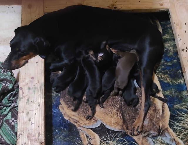 Doberman Pinscher Puppies media 3