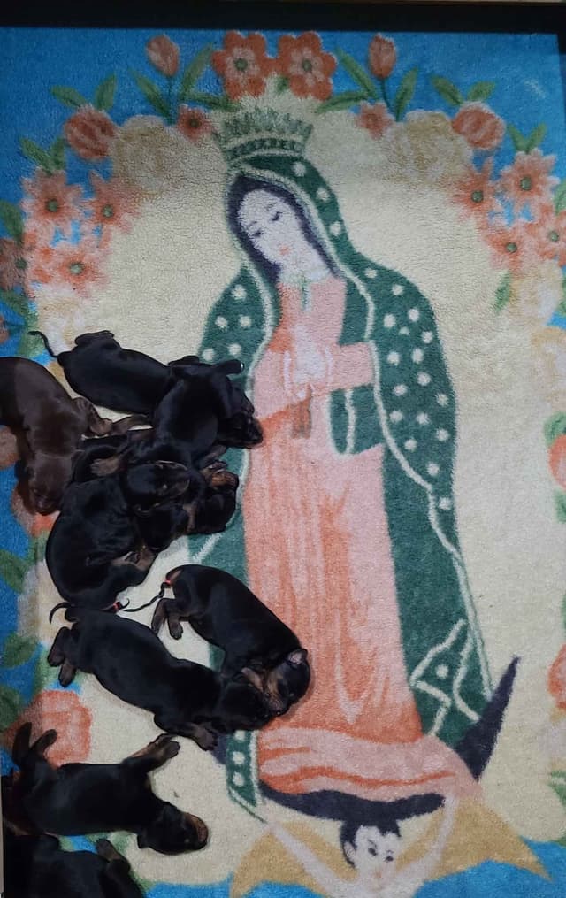 Doberman Pinscher Puppies media 4