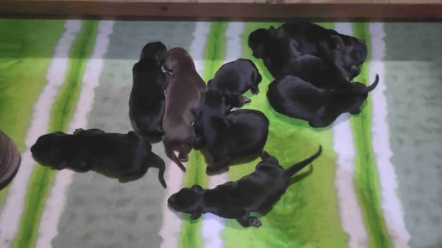 Doberman Pinscher Puppies media 6