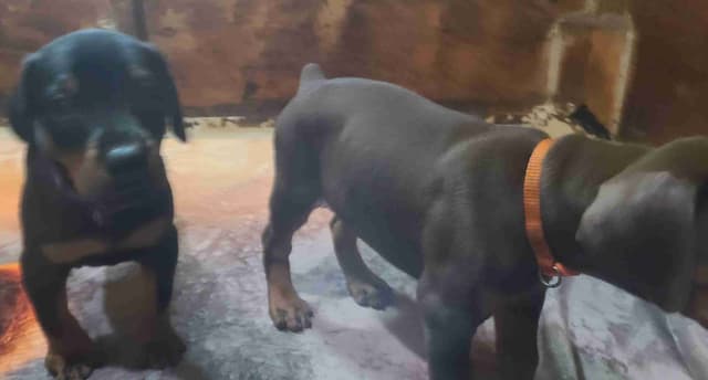 Doberman Pinscher Puppies media 8