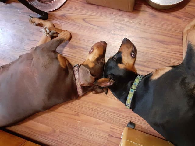 Doberman Pinscher Puppies media 10