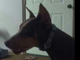 Doberman Pinscher Puppies media 11