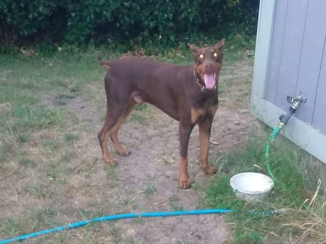 Doberman Pinscher Puppies media 12