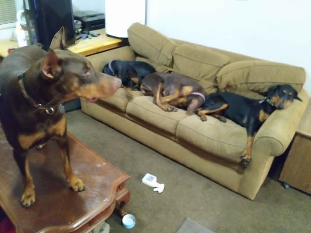 Doberman Pinscher Puppies media 13