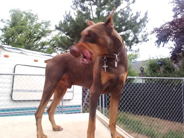 Doberman Pinscher Puppies media 14