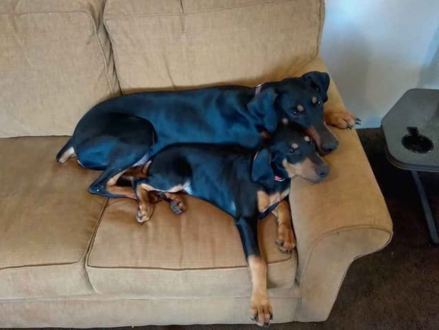 Doberman Pinscher Puppies media 15
