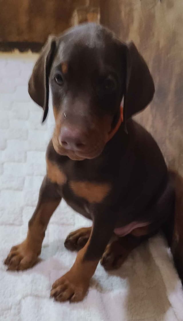 Doberman Pinscher Puppies media 17