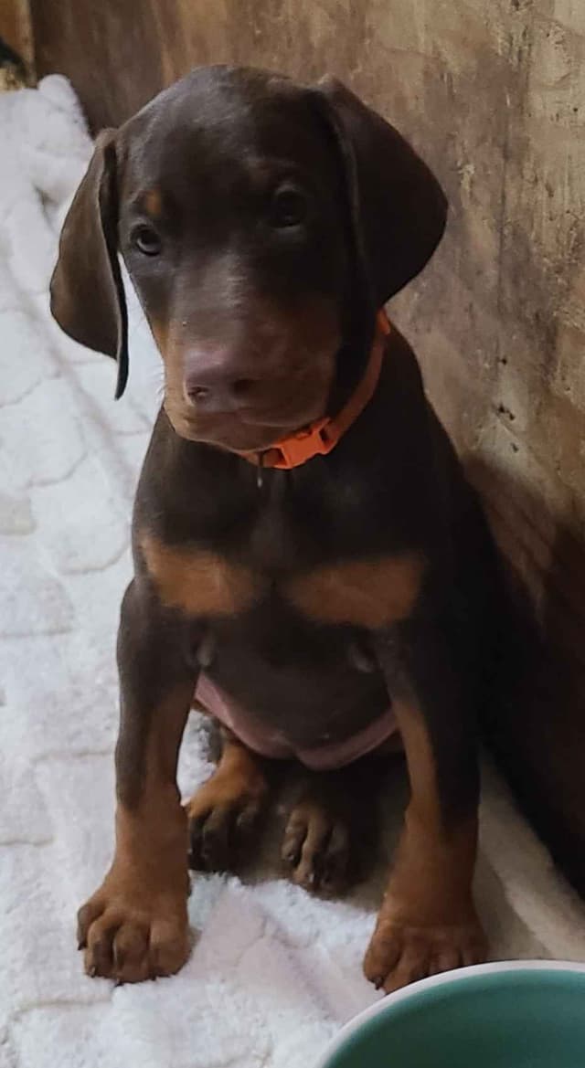 Doberman Pinscher Puppies media 18