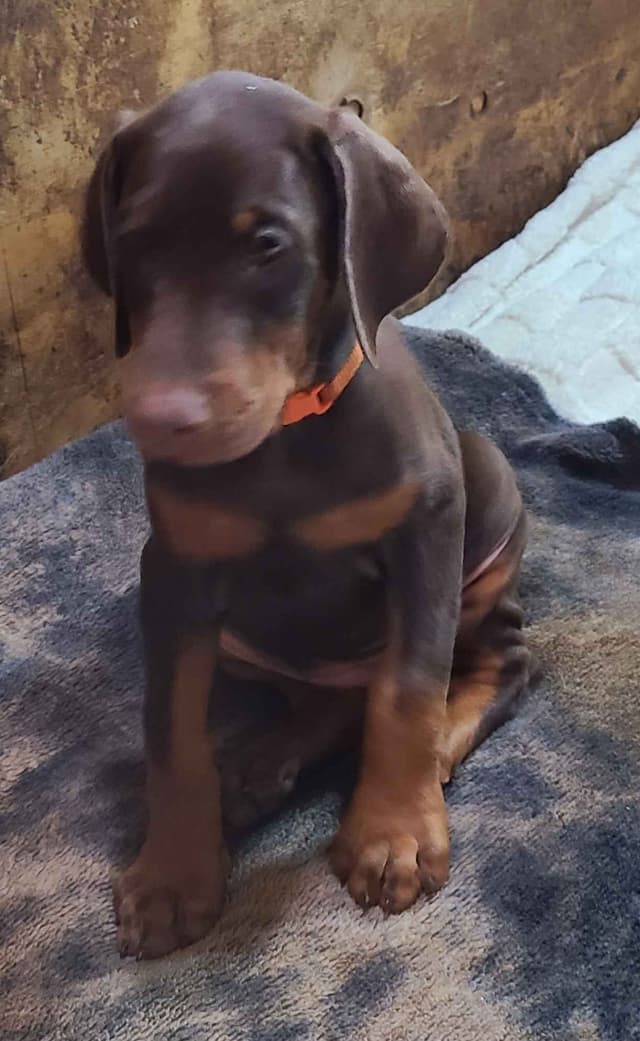 Doberman Pinscher Puppies media 19